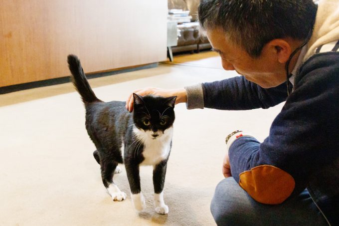 猫 井伊湯種