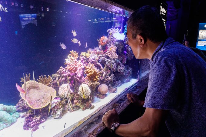 サンゴを観賞する湯種