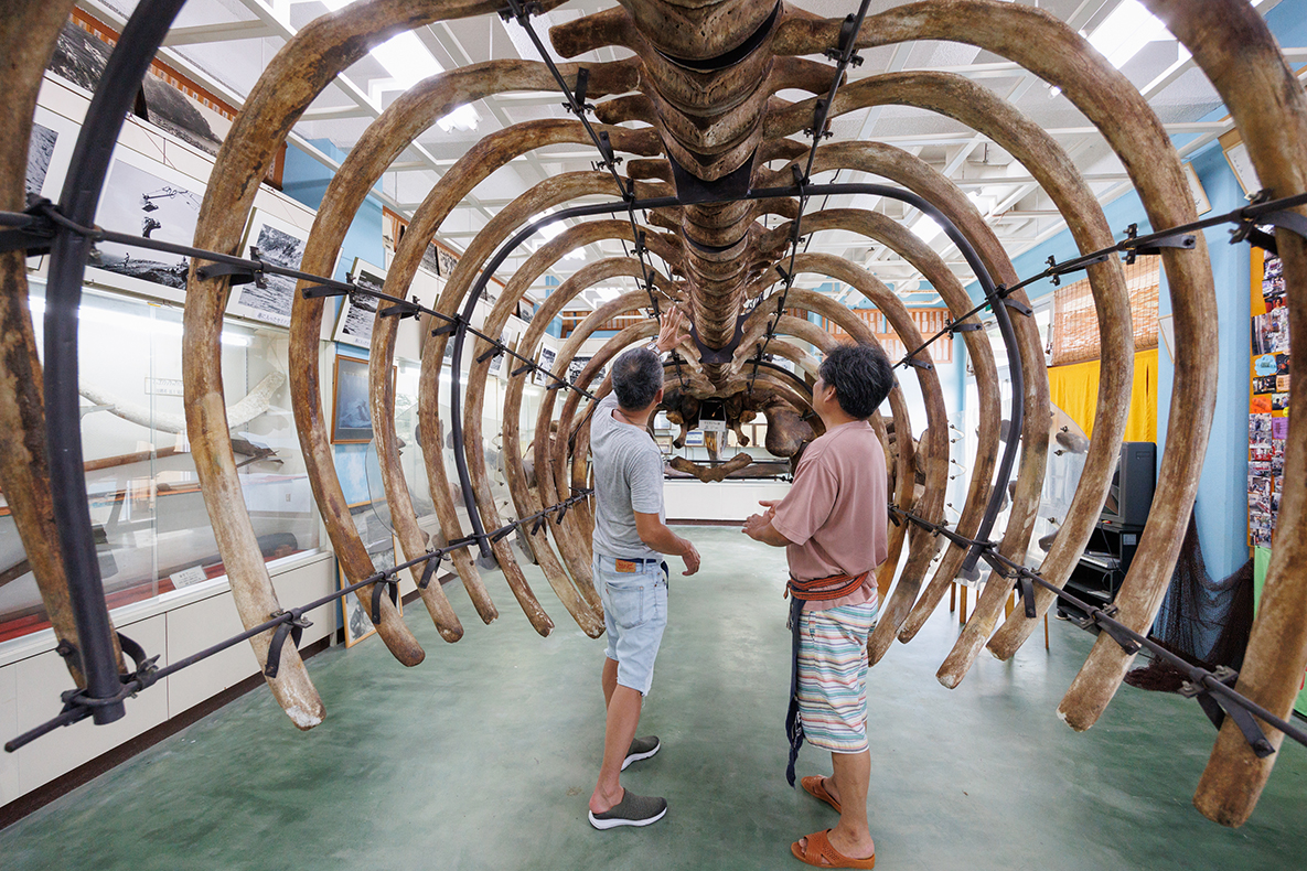 セミクジラの骨格標本